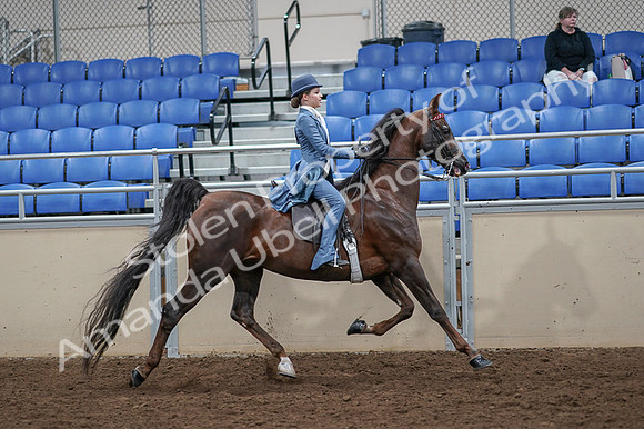 2020 - AB Morgan Horse - Fri, Sept 04 - 05208