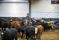 Herd Work - Youth 14-18