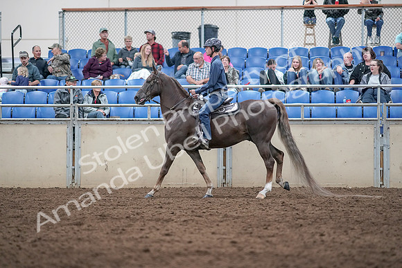 2019 Morgan Horse Show - Aug 31, 2019 - 21395