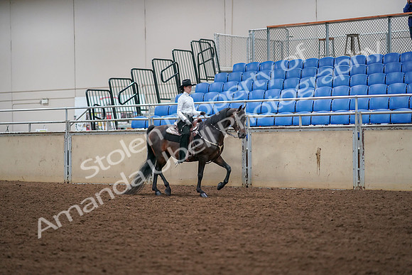 2019 Morgan Horse Show - Aug 30, 2019 - 17069