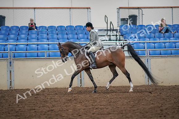 2019 Morgan Horse Show - Aug 30, 2019 - 17292