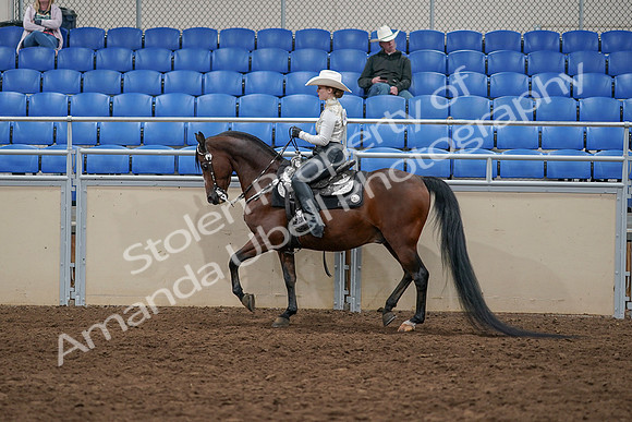 2020 - AB Morgan Horse - Sun, Sept 06 - 07576