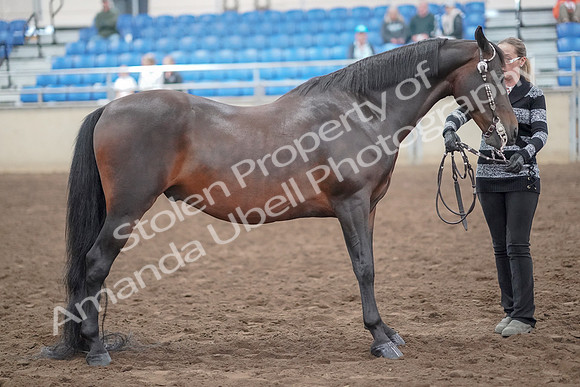 2019 Morgan Horse Show - Aug 31, 2019 - 03774