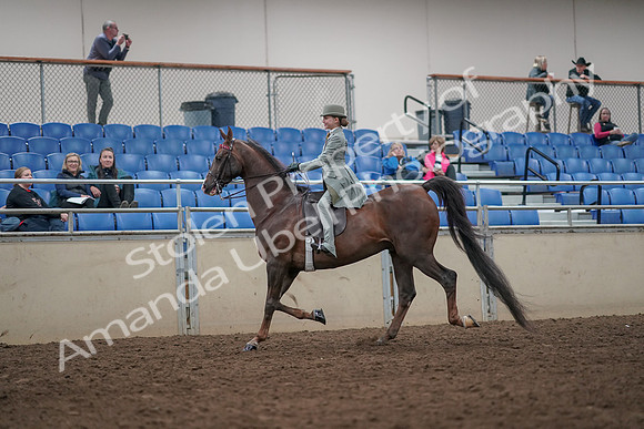 2019 Morgan Horse Show - Aug 31, 2019 - 07656