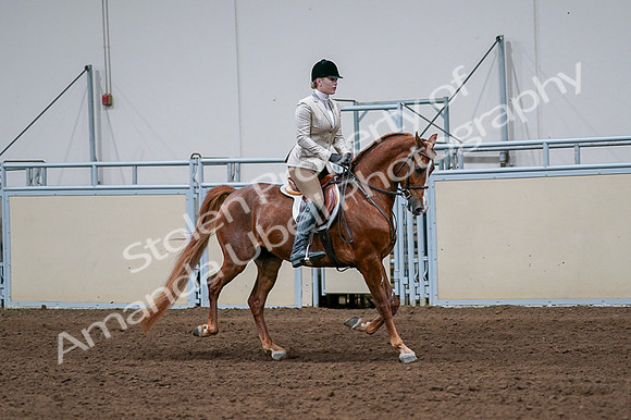 2020 - AB Morgan Horse - Fri, Sept 04 - 01705