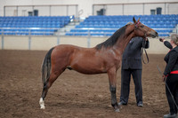 2019 Morgan Horse Show - Aug 31, 2019 - 00142