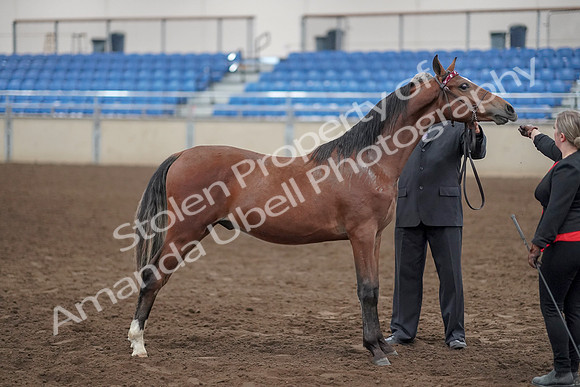 2019 Morgan Horse Show - Aug 31, 2019 - 00142