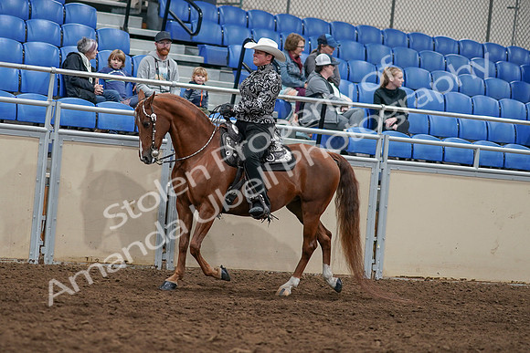 2020 - AB Morgan Horse - Sun, Sept 06 - 07500