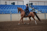 2019 Morgan Horse Show - Sept 01, 2019 - 11880
