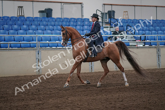 2019 Morgan Horse Show - Sept 01, 2019 - 11880