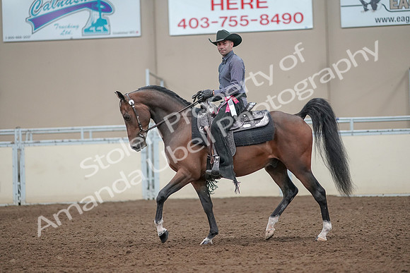 2019 Morgan Horse Show - Aug 31, 2019 - 06292