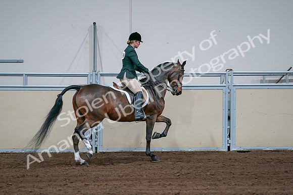 2020 - AB Morgan Horse - Fri, Sept 04 - 01772
