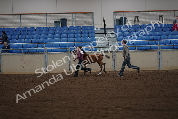 2019 Morgan Horse Show - Aug 30, 2019 - 24827