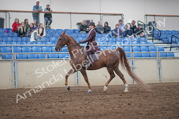 2019 Morgan Horse Show - Aug 31, 2019 - 20398