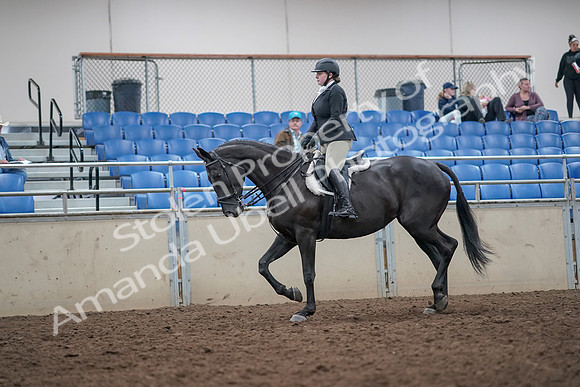 2019 Morgan Horse Show - Aug 31, 2019 - 14640