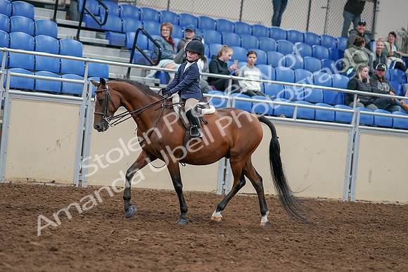 2020 - AB Morgan Horse - Sun, Sept 06 - 07896