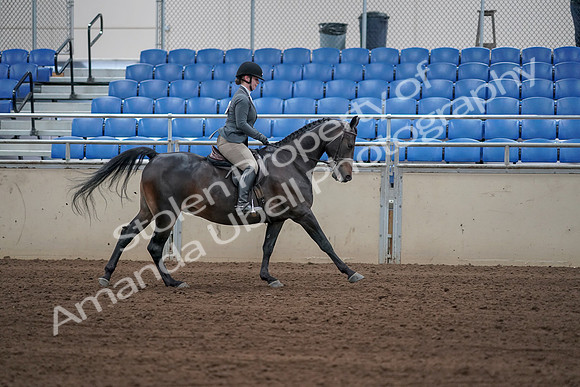 2019 Morgan Horse Show - Sept 01, 2019 - 11099