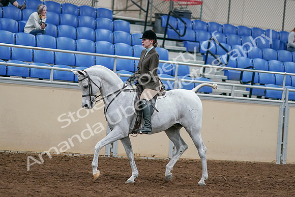 2020 - AB Morgan Horse - Sat, Sept 05 - 14436