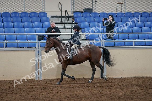 2020 - AB Morgan Horse - Sun, Sept 06 - 07713
