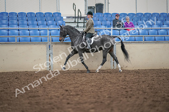 2019 Morgan Horse Show - Aug 30, 2019 - 20290