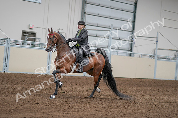 2020 - AB Morgan Horse - Fri, Sept 04 - 09564