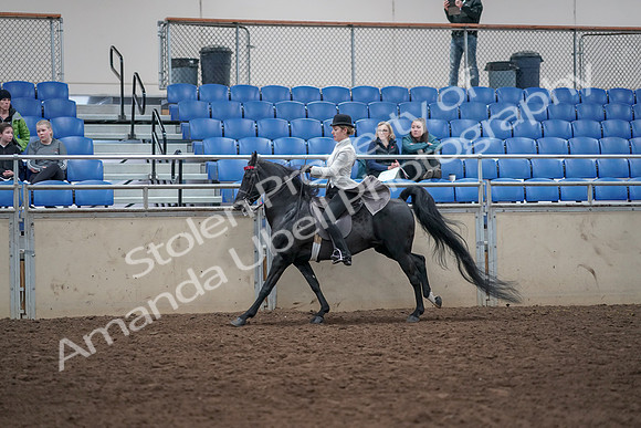 2019 Morgan Horse Show - Aug 31, 2019 - 09497