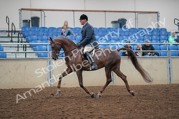 2019 Morgan Horse Show - Aug 30, 2019 - 17255