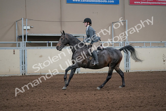 2019 Morgan Horse Show - Sept 01, 2019 - 10984_1