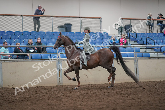 2019 Morgan Horse Show - Aug 31, 2019 - 07658