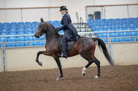 2019 Morgan Horse Show - Aug 30, 2019 - 24301
