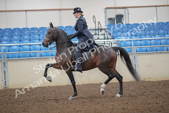 2019 Morgan Horse Show - Aug 30, 2019 - 24301