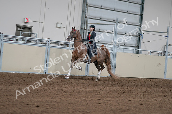 2020 - AB Morgan Horse - Fri, Sept 04 - 09582