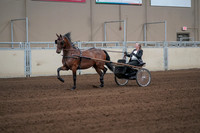 2019 Morgan Horse Show - Sept 01, 2019 - 05928