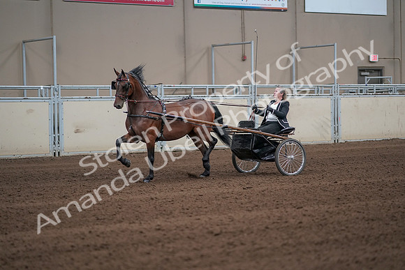 2019 Morgan Horse Show - Sept 01, 2019 - 05928
