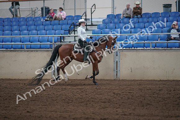 2019 Morgan Horse Show - Sept 01, 2019 - 07042