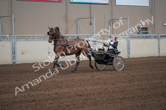 2019 Morgan Horse Show - Sept 01, 2019 - 05926