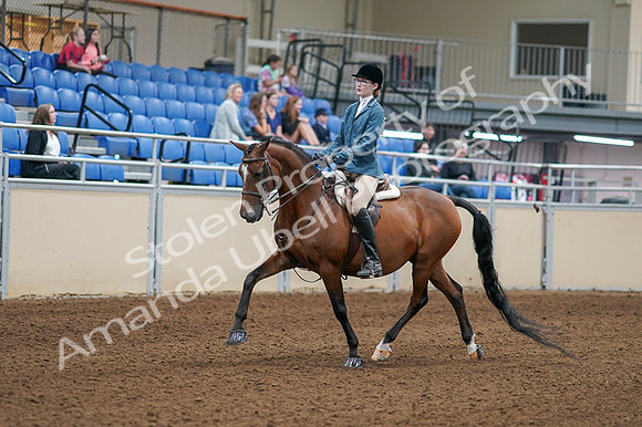 2020 - AB Morgan Horse - Fri, Sept 04 - 03958