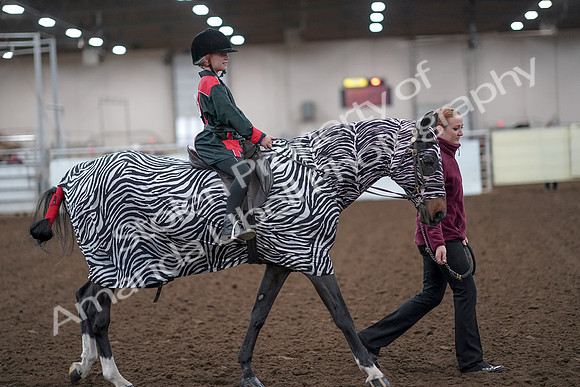 2019 Morgan Horse Show - Aug 31, 2019 - 10024