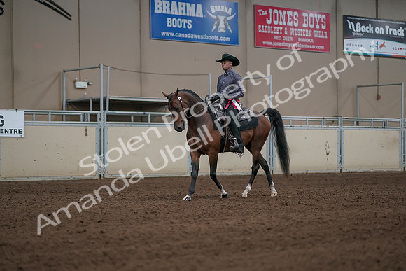 2019 Morgan Horse Show - Aug 31, 2019 - 06252