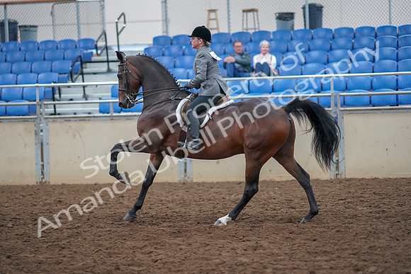 2019 Morgan Horse Show - Aug 30, 2019 - 20631