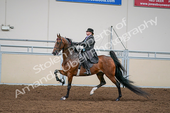2020 - AB Morgan Horse - Sat, Sept 05 - 13008