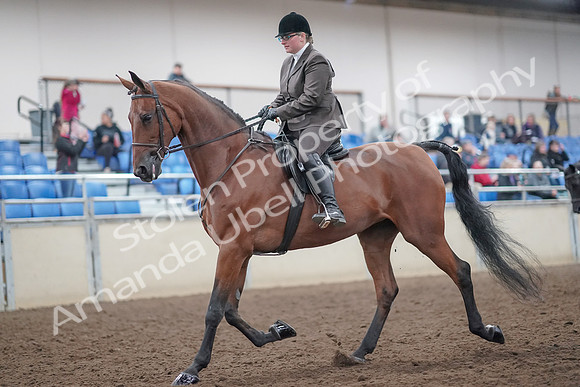 2019 Morgan Horse Show - Aug 31, 2019 - 14652