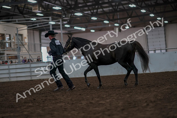 2019 Morgan Horse Show - Aug 31, 2019 - 02058