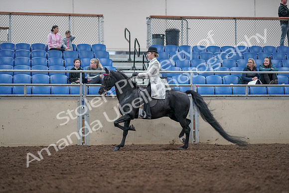 2019 Morgan Horse Show - Aug 31, 2019 - 09434