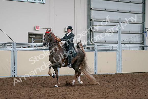 2020 - AB Morgan Horse - Sat, Sept 05 - 13100