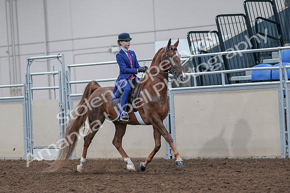 2020 - AB Morgan Horse - Fri, Sept 04 - 05227