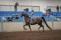 2019 Morgan Horse Show - Aug 31, 2019 - 07659