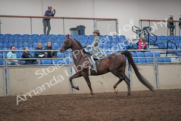 2019 Morgan Horse Show - Aug 31, 2019 - 07659
