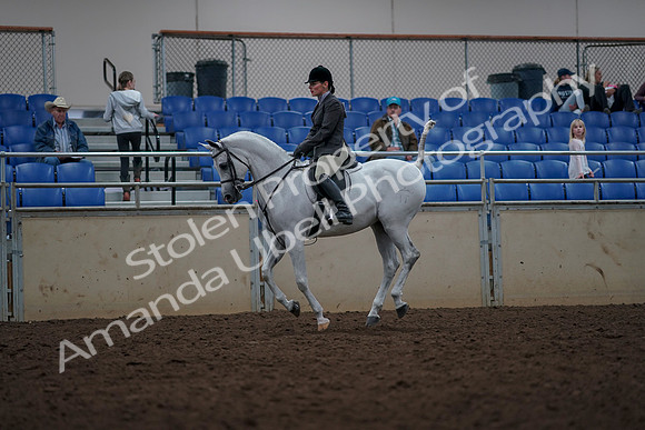 2019 Morgan Horse Show - Aug 31, 2019 - 15012