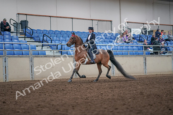 2019 Morgan Horse Show - Aug 31, 2019 - 19905